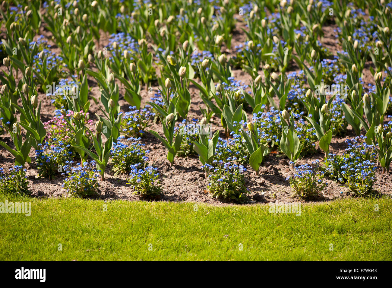Ornamental garden flowers bedding of blue Forget me nots and tulips buds, bright blue flowering plants with vibrant green leaves Stock Photo