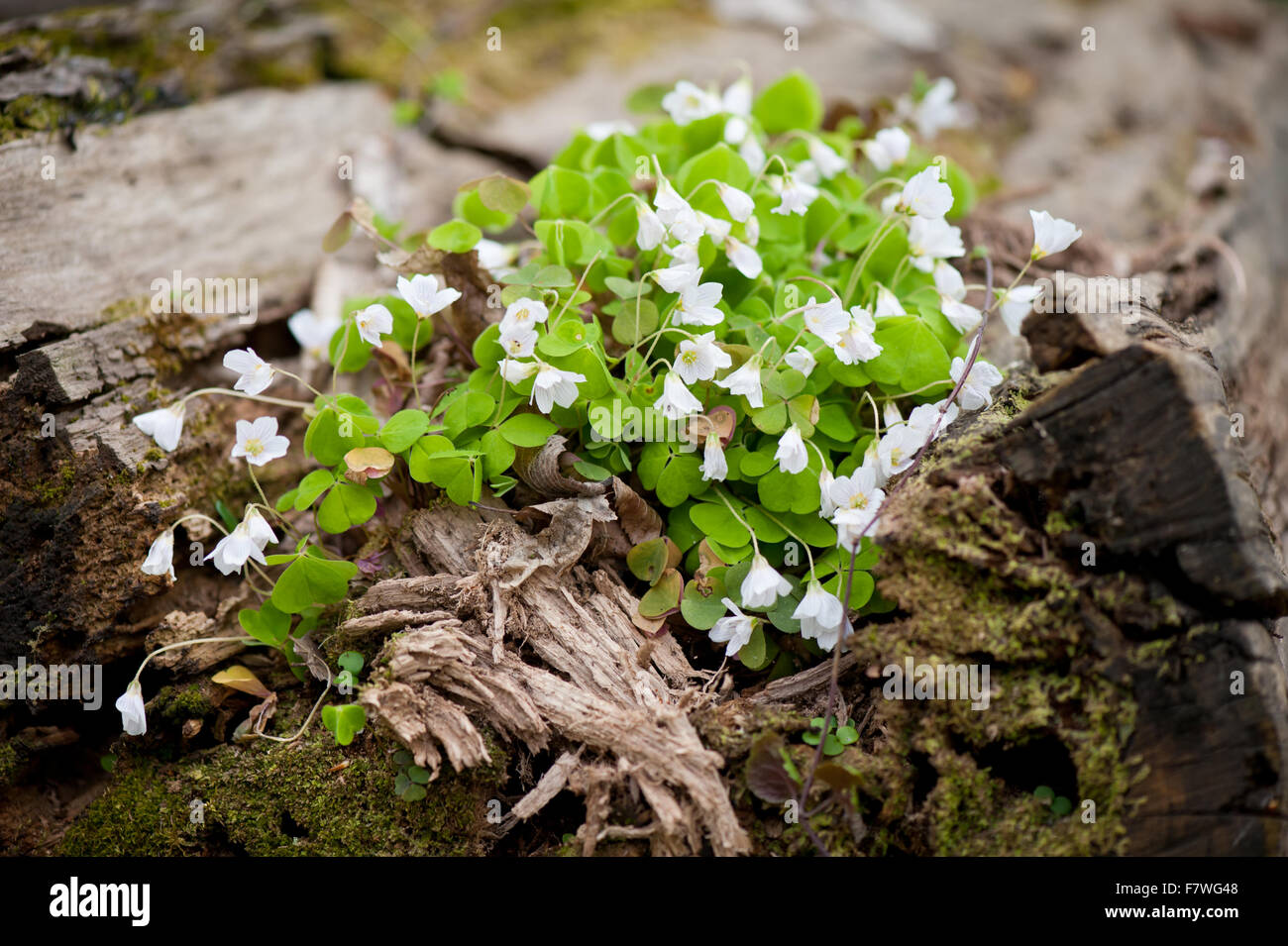Oxalis Acetosella Grow In Trunk Oxalidaceae Family Plant Wood Sorrel Or Alleluia Heart Shaped Edible Leaves And White Flowers Stock Photo Alamy