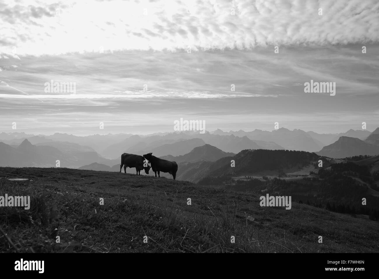 Two black white cows Black and White Stock Photos & Images - Alamy