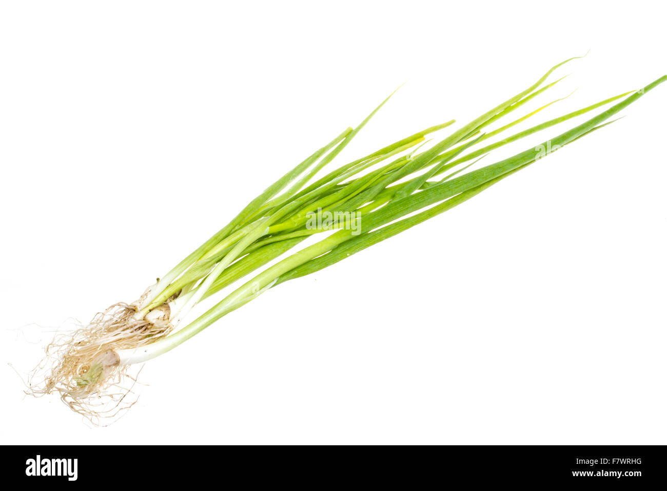 Green Onion on white background Stock Photo - Alamy