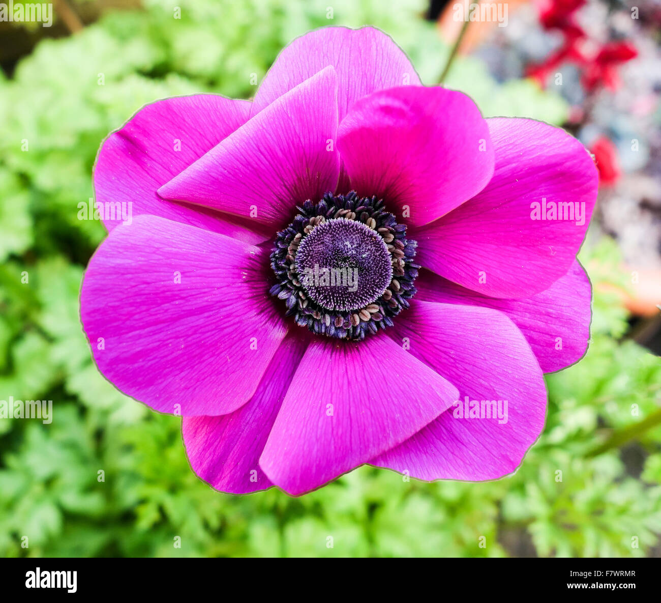 The pink purple petals of an Anemone 'Sylphide' flower Stock Photo