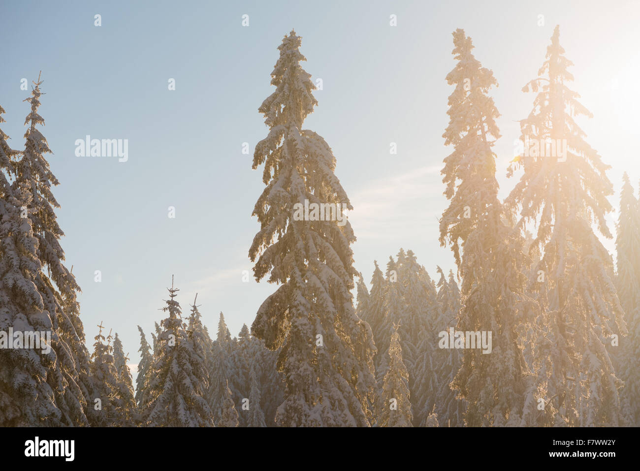 winter sunset, pine tree forest background covered with fresh snow ...
