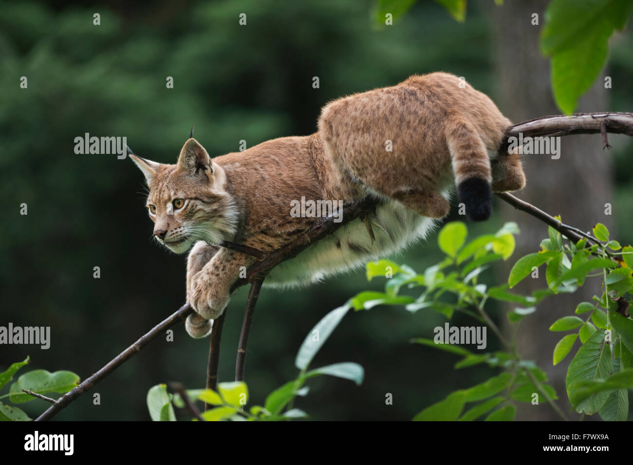 Adult Eurasian Lynx / Eurasischer Luchs ( Lynx lynx ) rests on a pretty thin branch, looks alert. Stock Photo