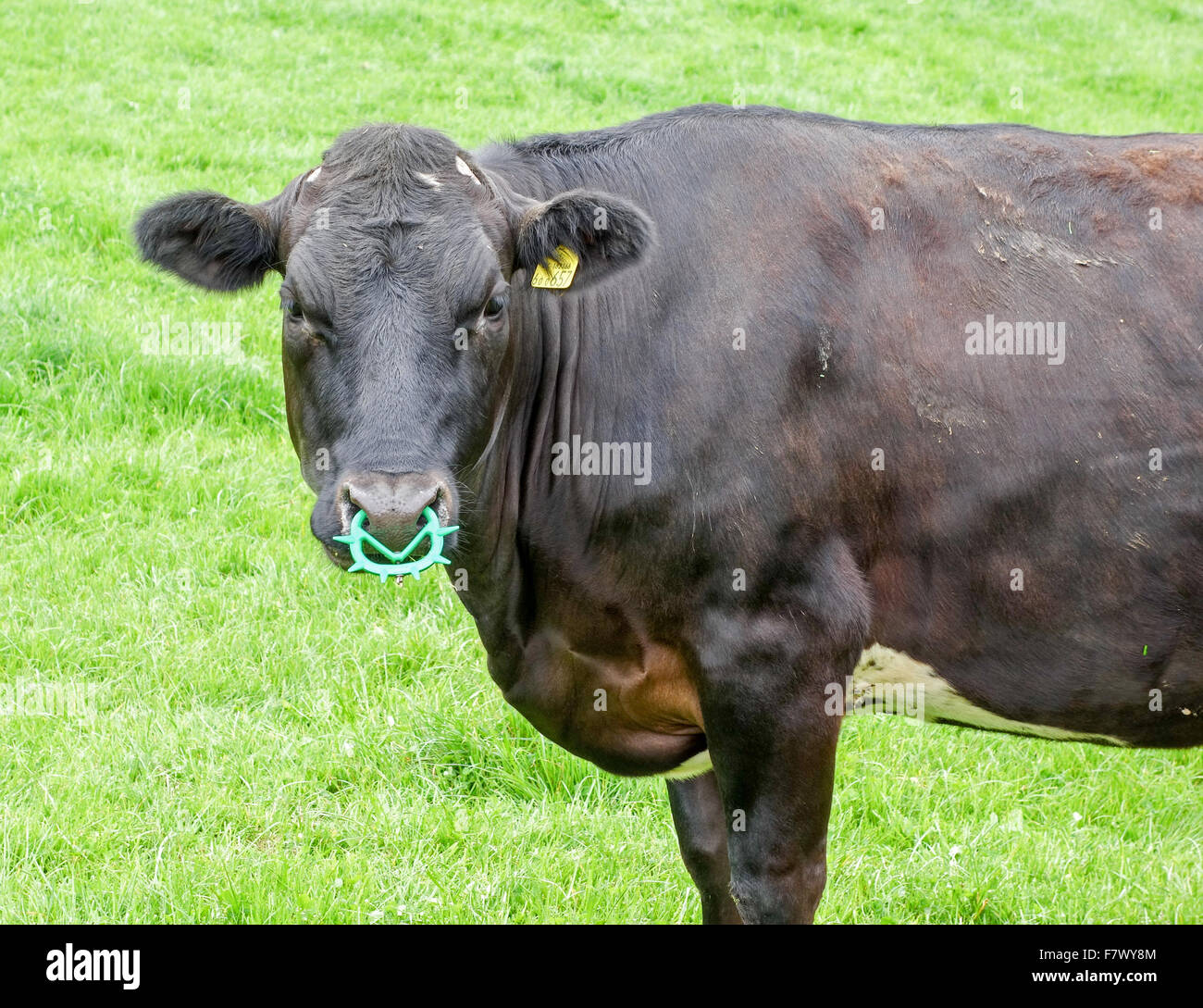 A calf wearing a Calf-weaning nose ring or noseband to stop the cow from suckling her mother Stock Photo