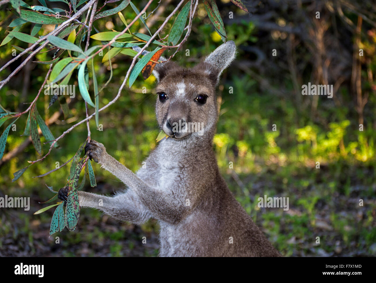 Grey Kangaroo Eating Leaves, Australia Stock Photo