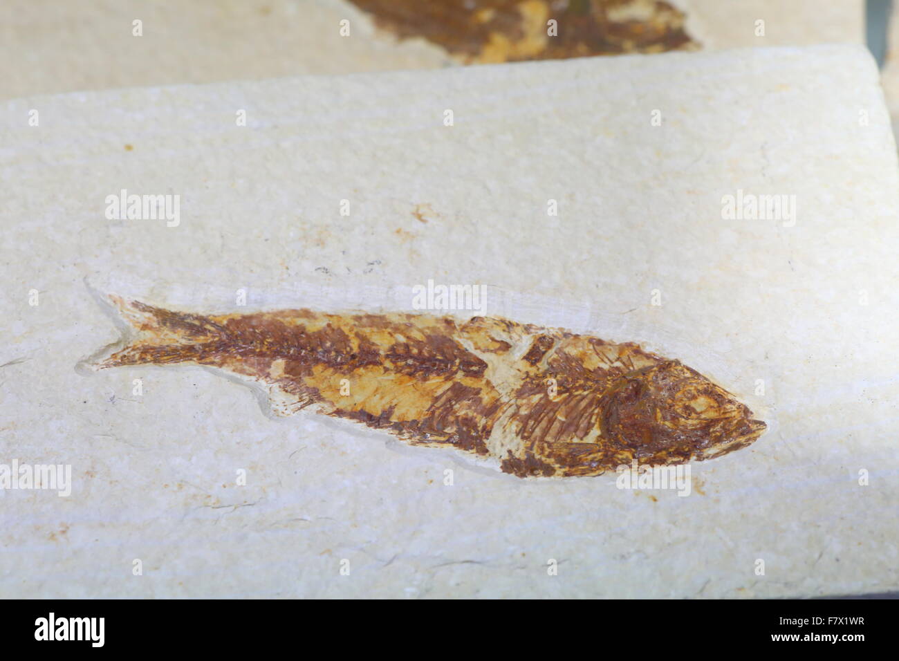 Fossil of fish Stock Photo