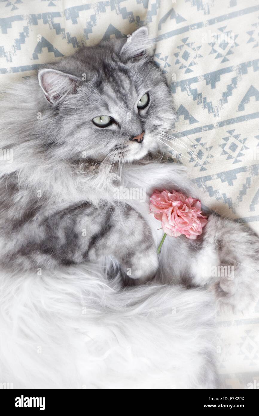 Cat with rose hi-res stock photography and images - Alamy