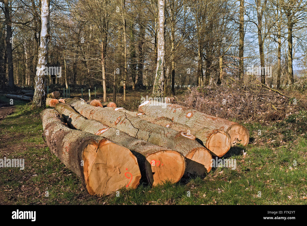 UK Berkshire Woodland Management Stock Photo