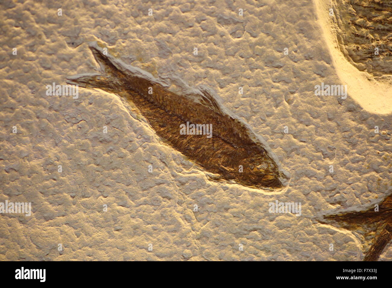 Fossil of fish Stock Photo