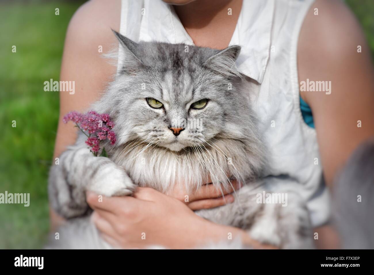 Teenage Girl sitting with a cat on her lap Stock Photo