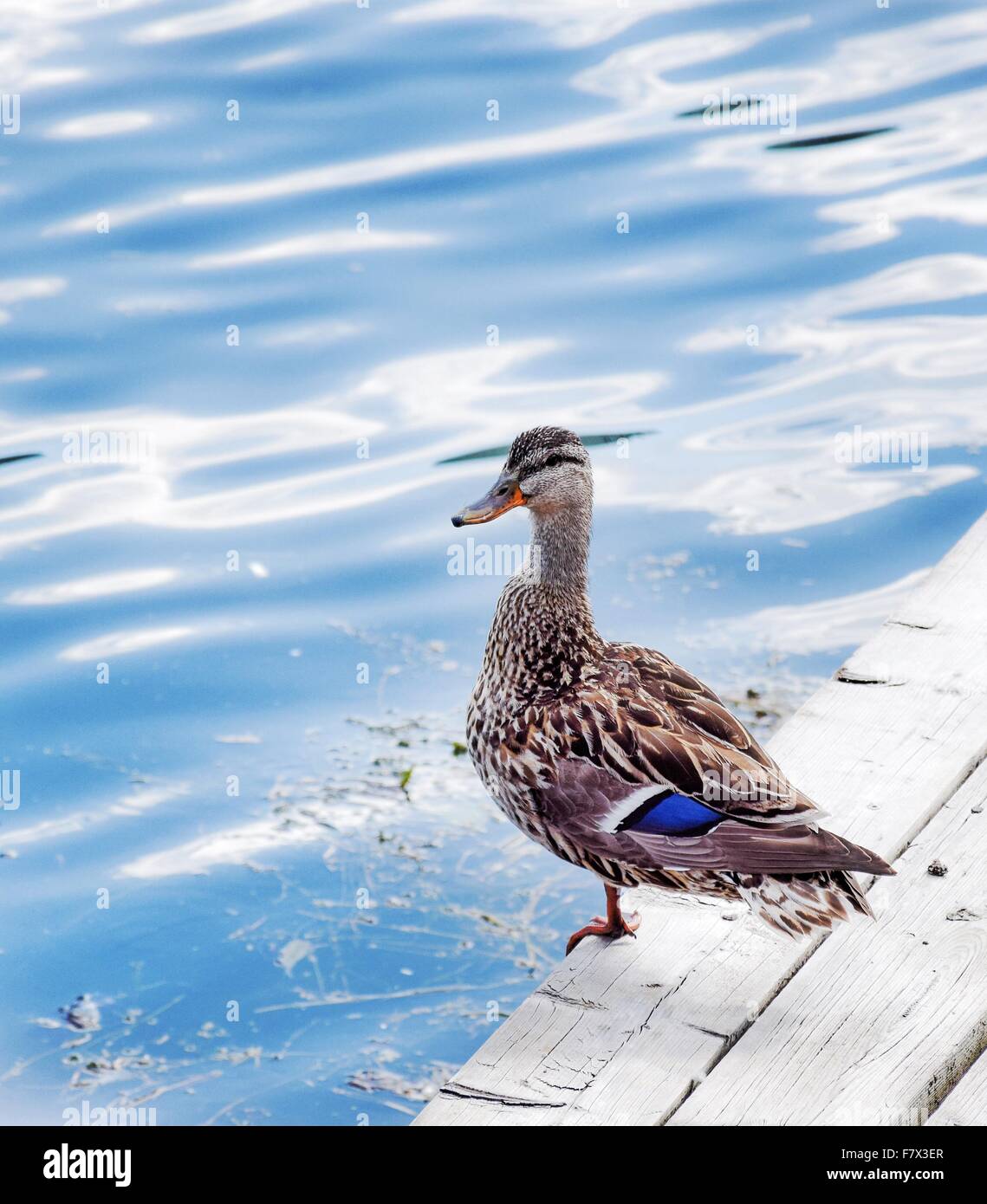 Duck standing on one leg by lake Stock Photo