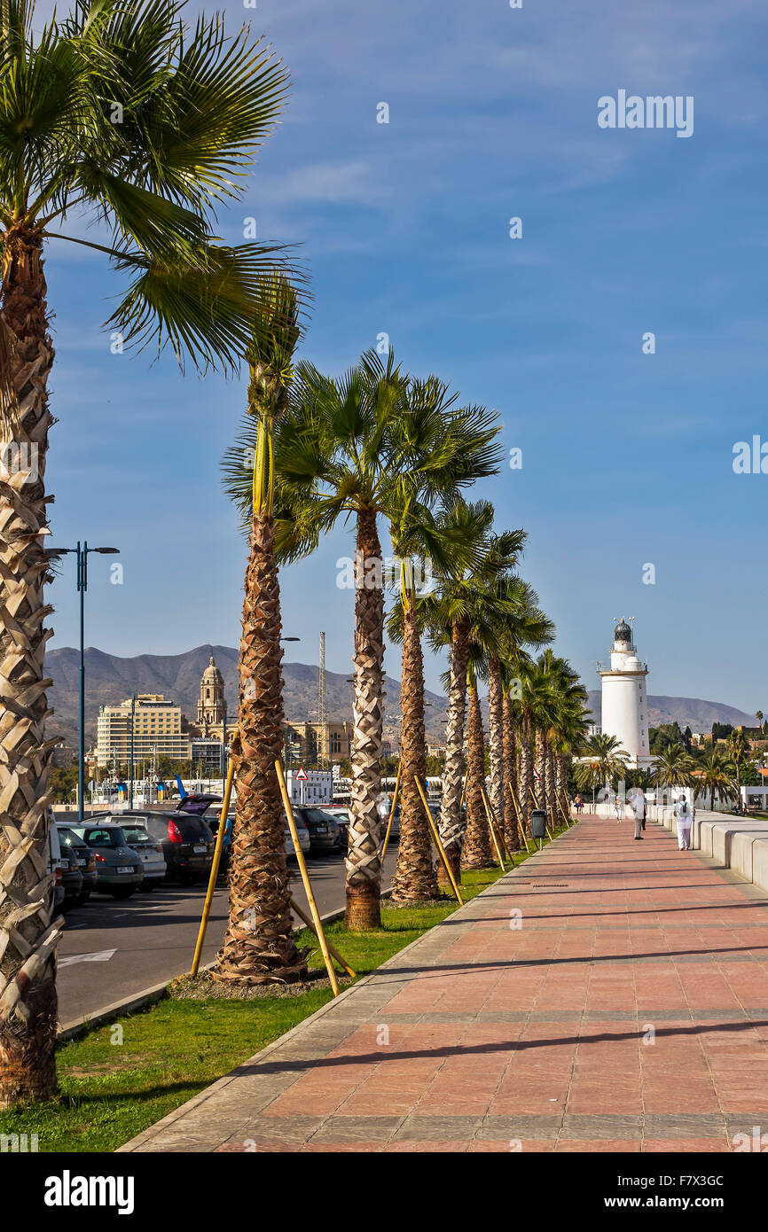 Row of palm trees hi-res stock photography and images - Alamy