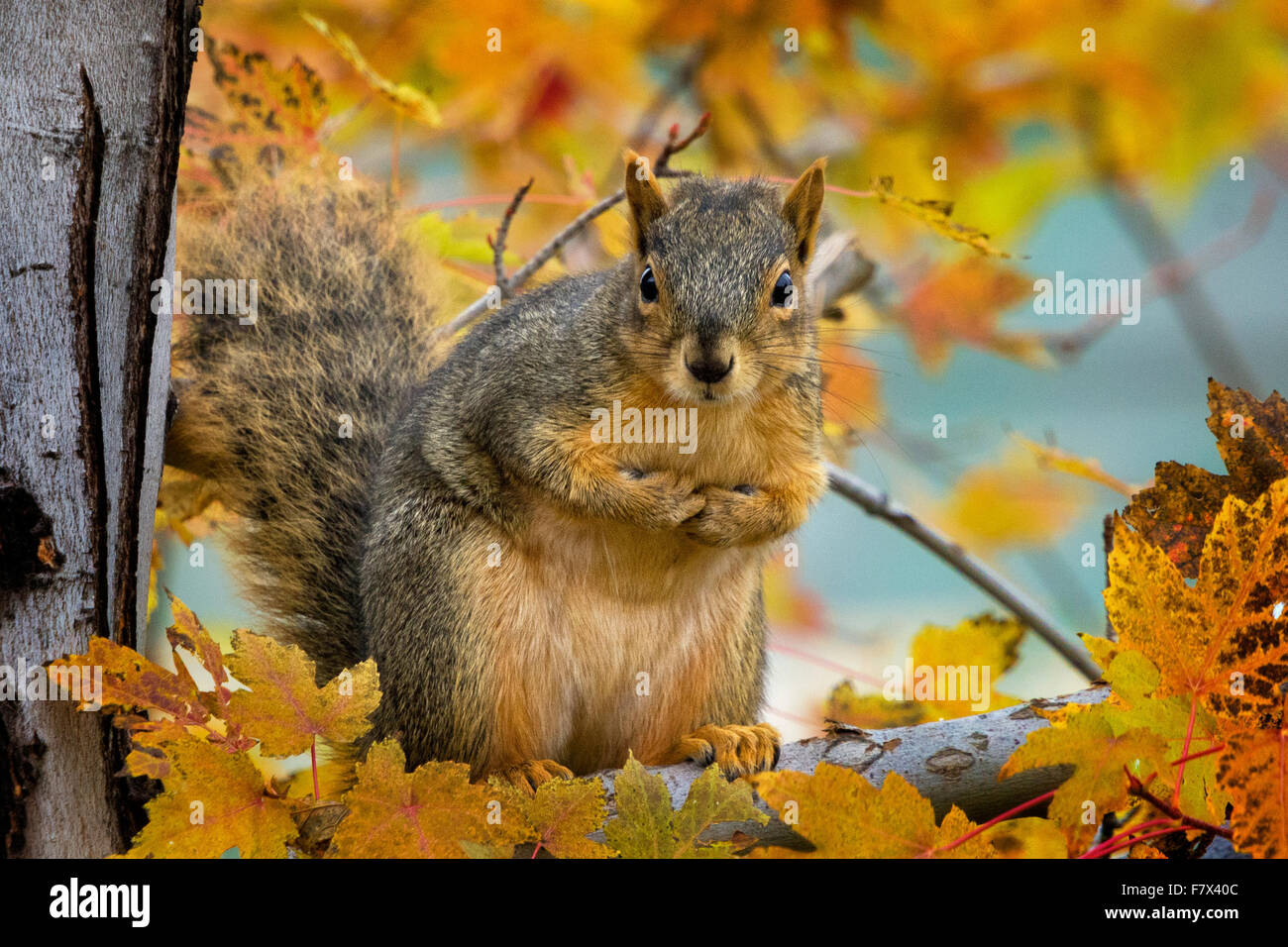 Portrait of a squirrel, Colorado, USA Stock Photo