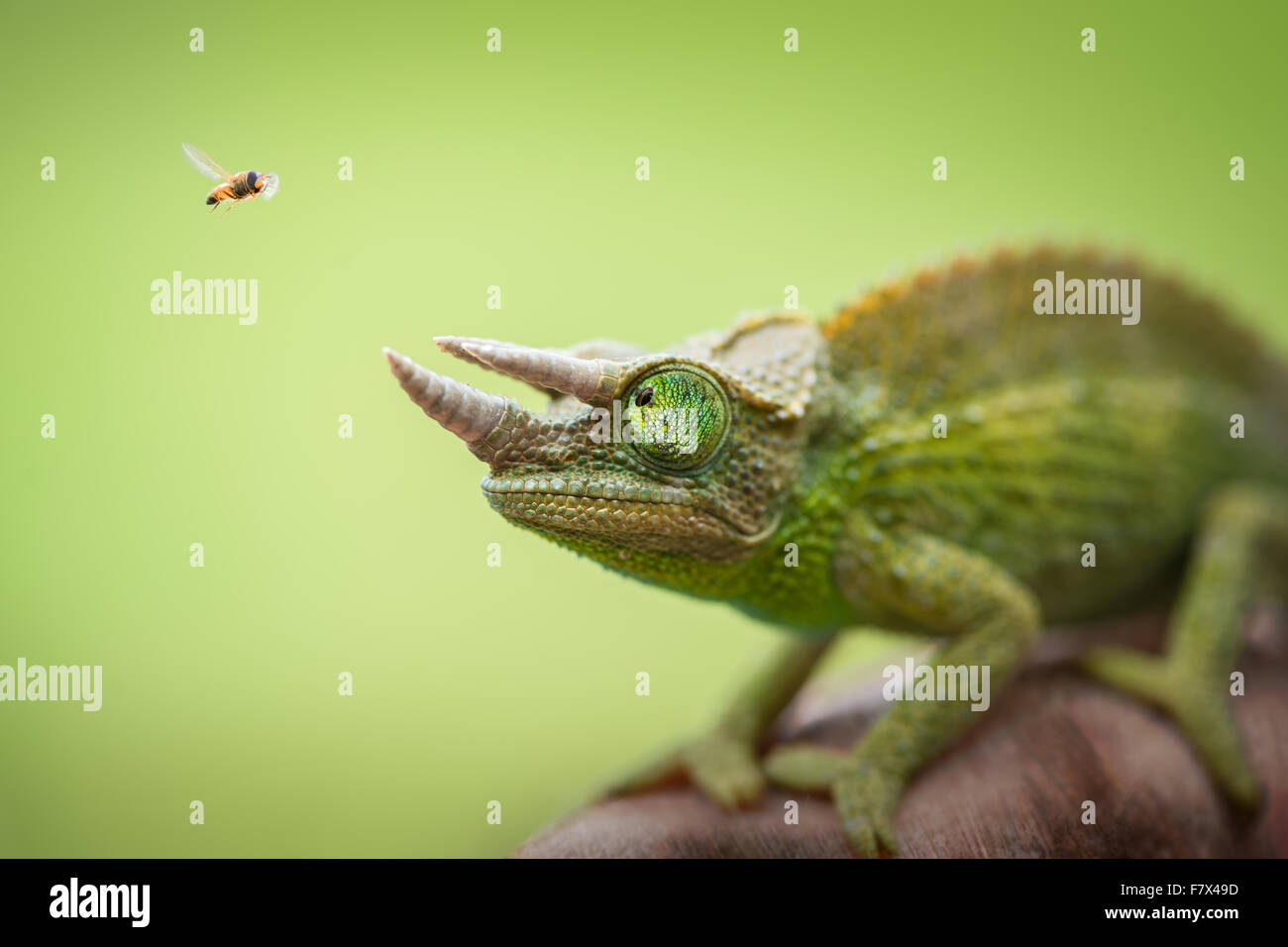 Hoverfly hovering next to a Jackson's chameleon (trioceros jacksonii) Stock Photo