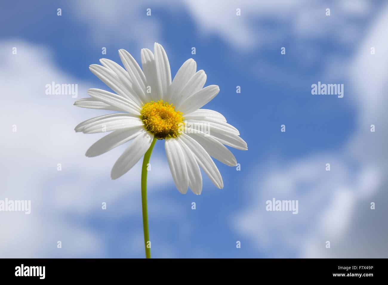 Daisy flower against partly cloudy blue sky Stock Photo