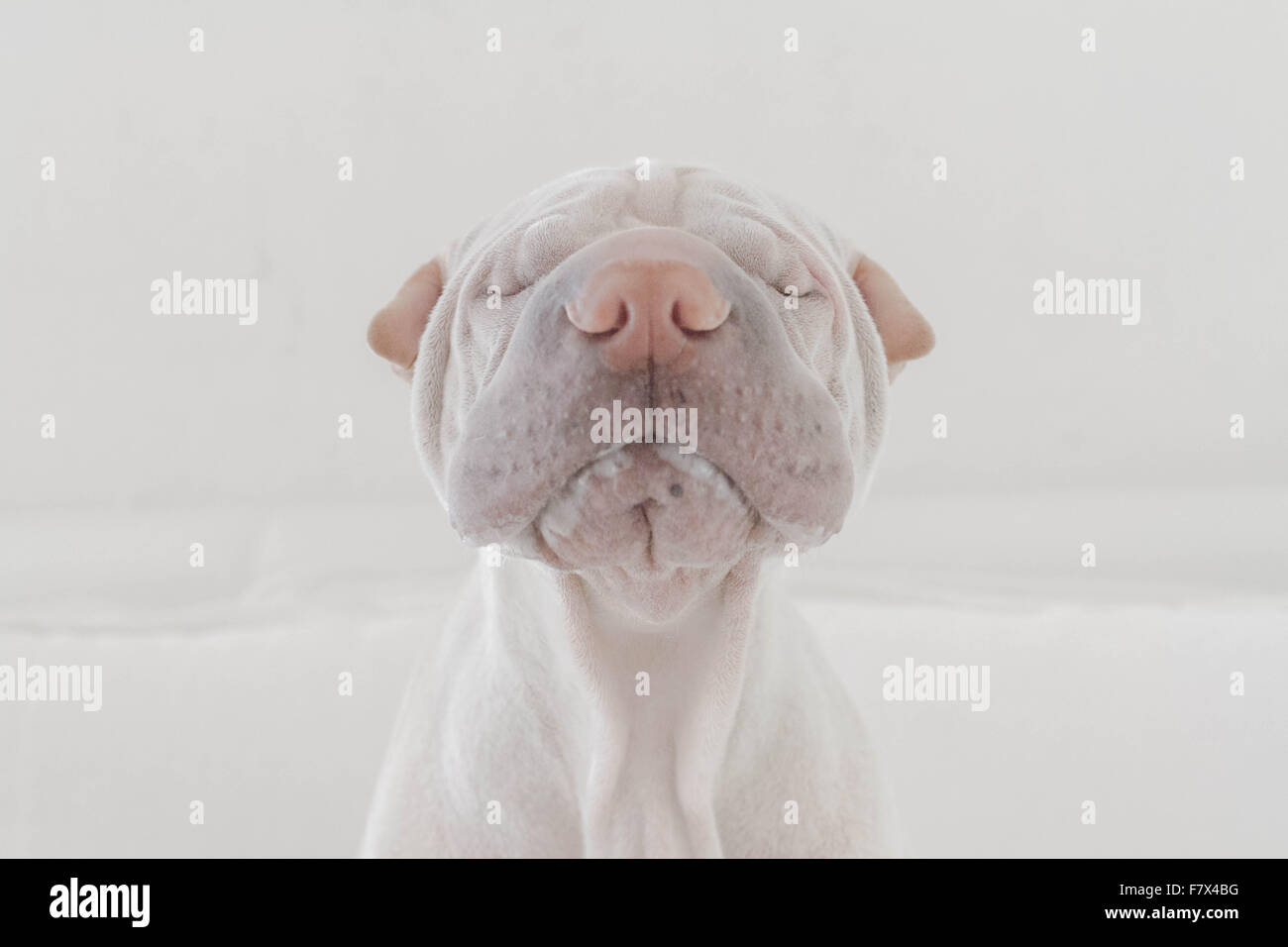Portrait of a Shar Pei dog Stock Photo