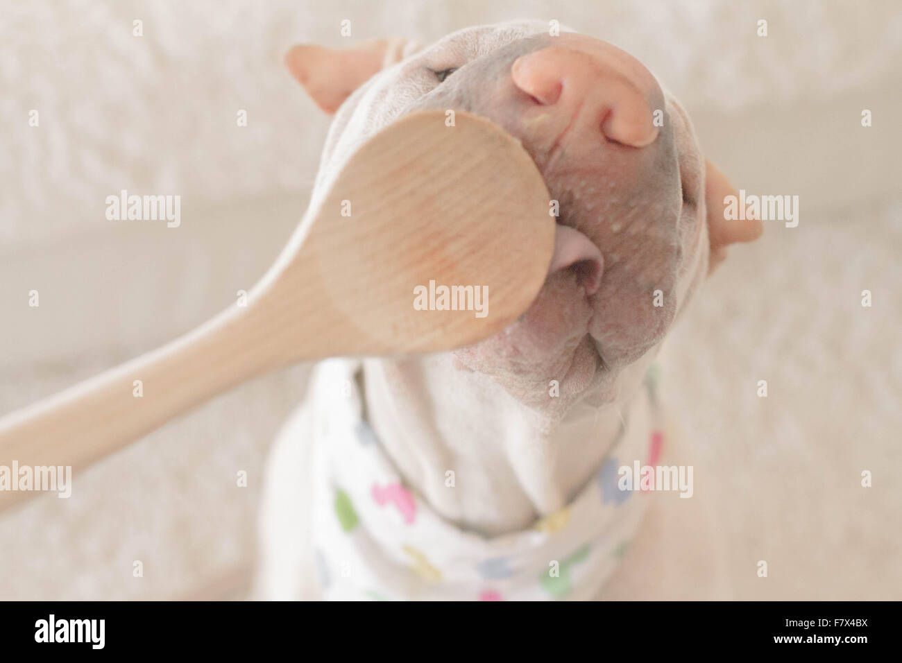 What Happens If A Dog Eats A Wooden Spoon