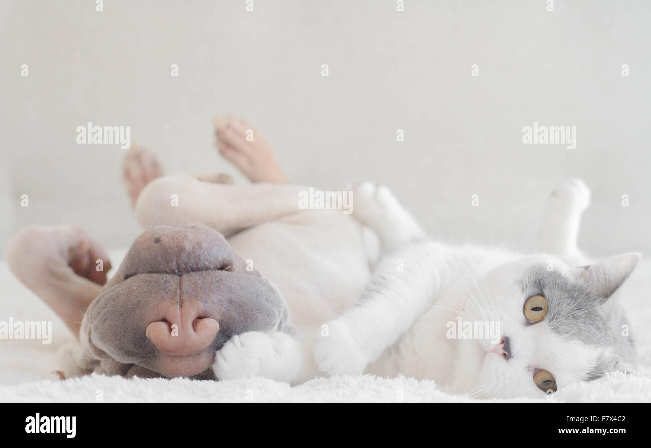 Shar Pei dog and cat lying next to each other Stock Photo