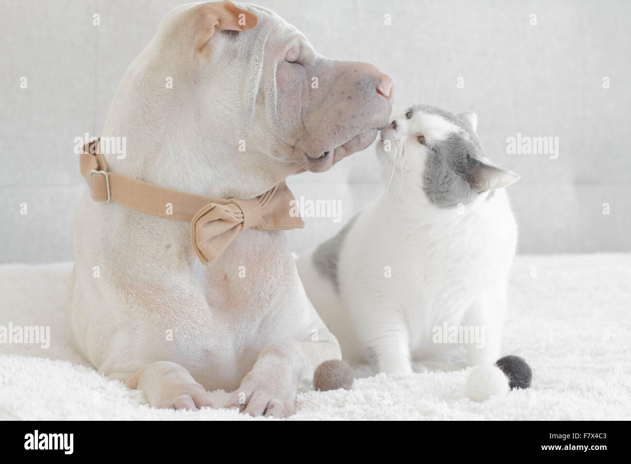 Shar Pei dog kissing a cat Stock Photo