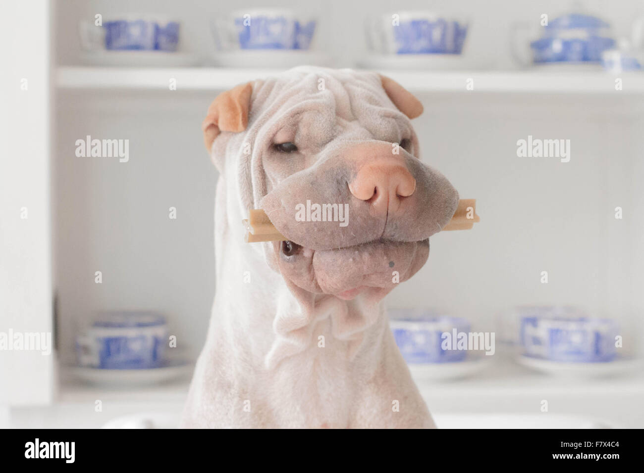 Shar Pei dog with a treat in his mouth Stock Photo