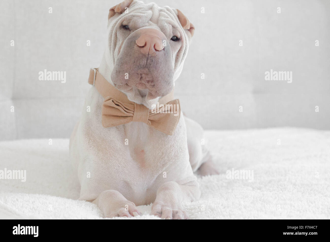 Shar Pei dog wearing a bow-tie Stock Photo