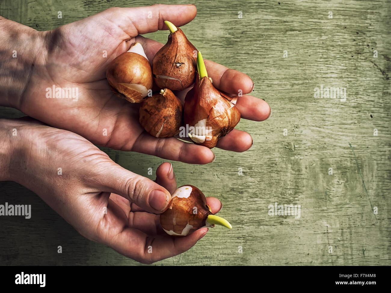 hands of the peasant with the bulbs Stock Photo Alamy