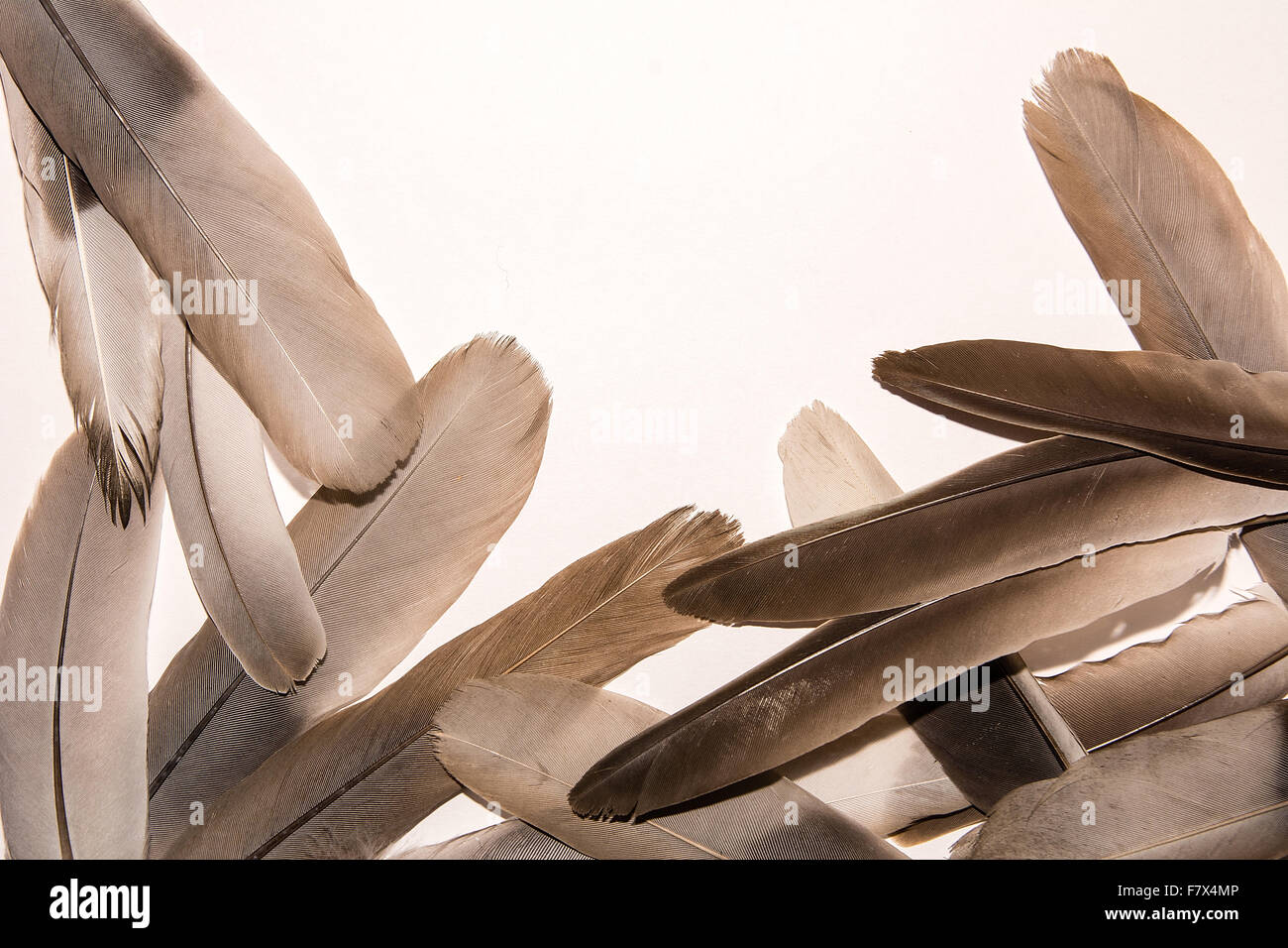 Feathers of pigeon on white background Stock Photo - Alamy