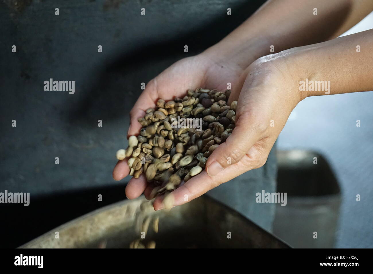 Human hands holding raw coffee beans, Perak, Malaysia Stock Photo