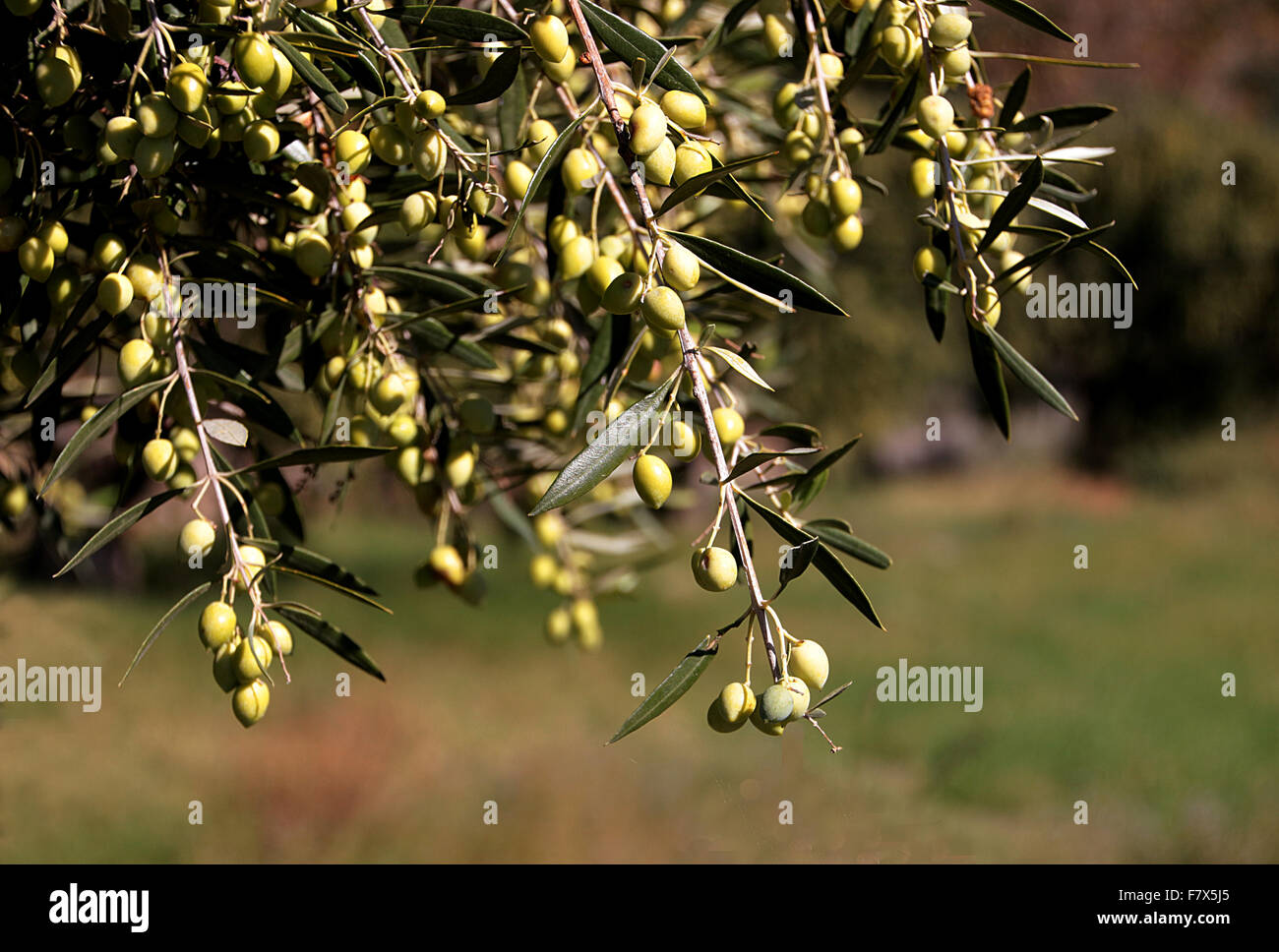 Olives growing on a tree Stock Photo Alamy