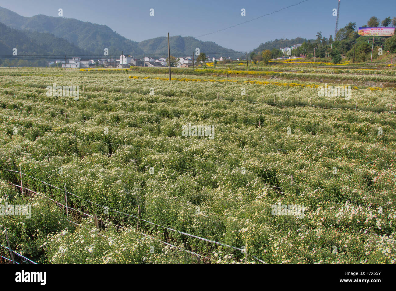 Chrysanthemum Cultivation - for Tea and Medical use Anhui Province China LA008397 Stock Photo