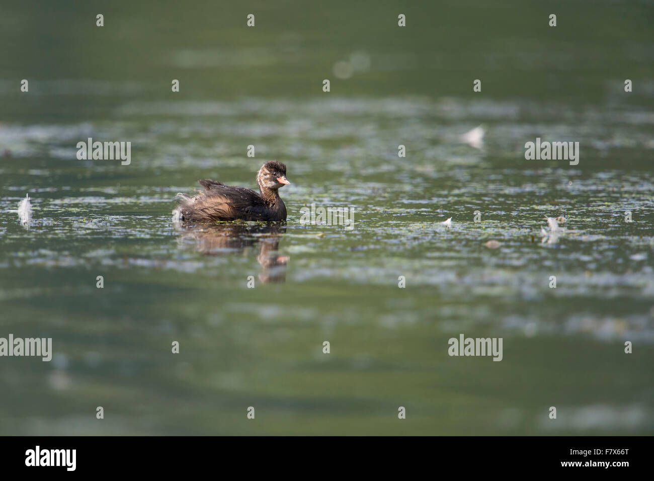 Juvenile Little Grebe / Zwergtaucher ( Tachybaptus ruficollis ) on, for this small bird typical, nutritious stretch of water. Stock Photo