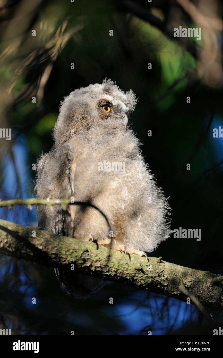 Juvenile Long-eared Owl / Waldohreule ( Asio otus ) sits in a tree like a little buddha with bright orange eyes. Stock Photo