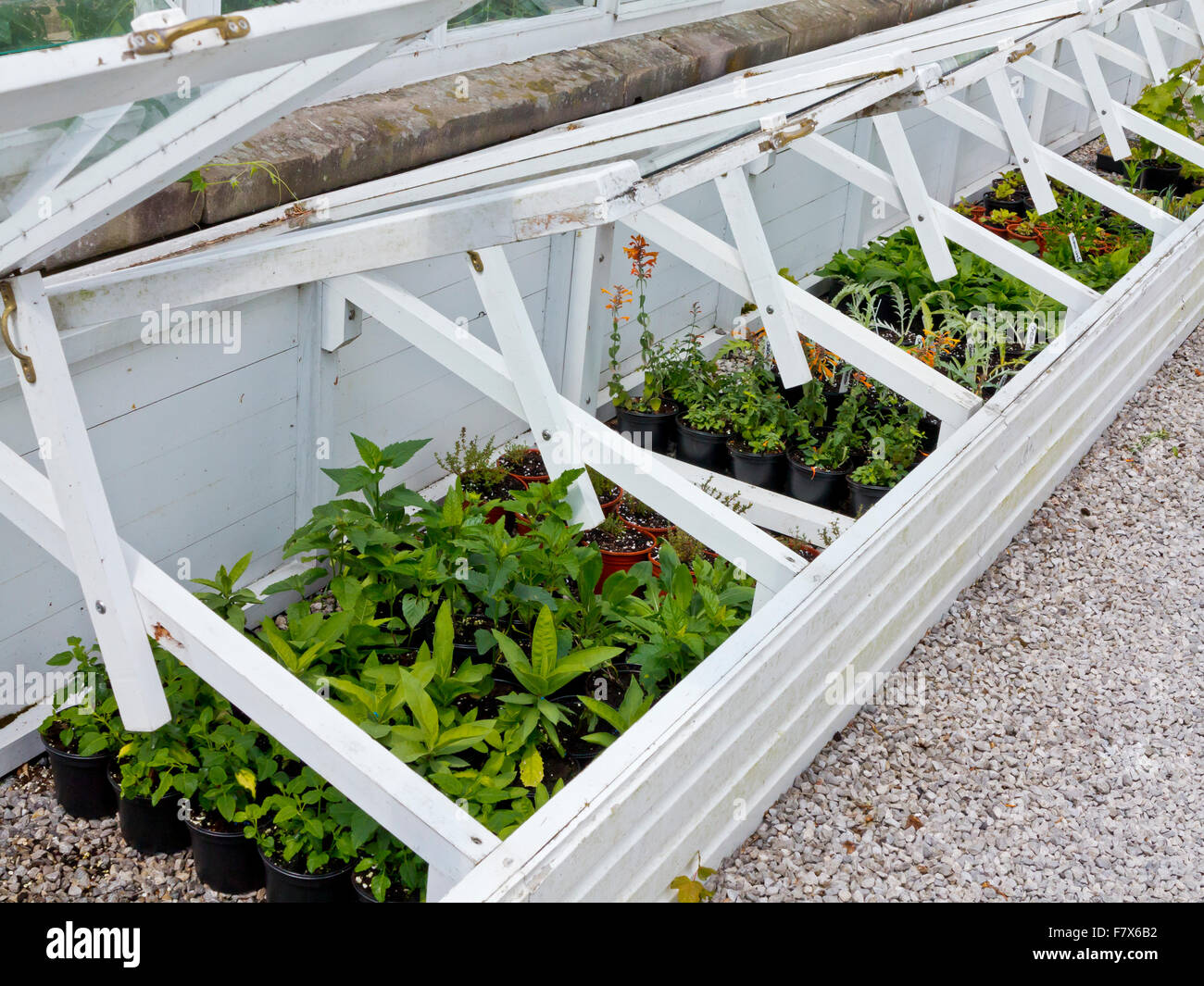 Plants growing in cold frame in a garden with glass cover raised for ventilation Stock Photo Alamy