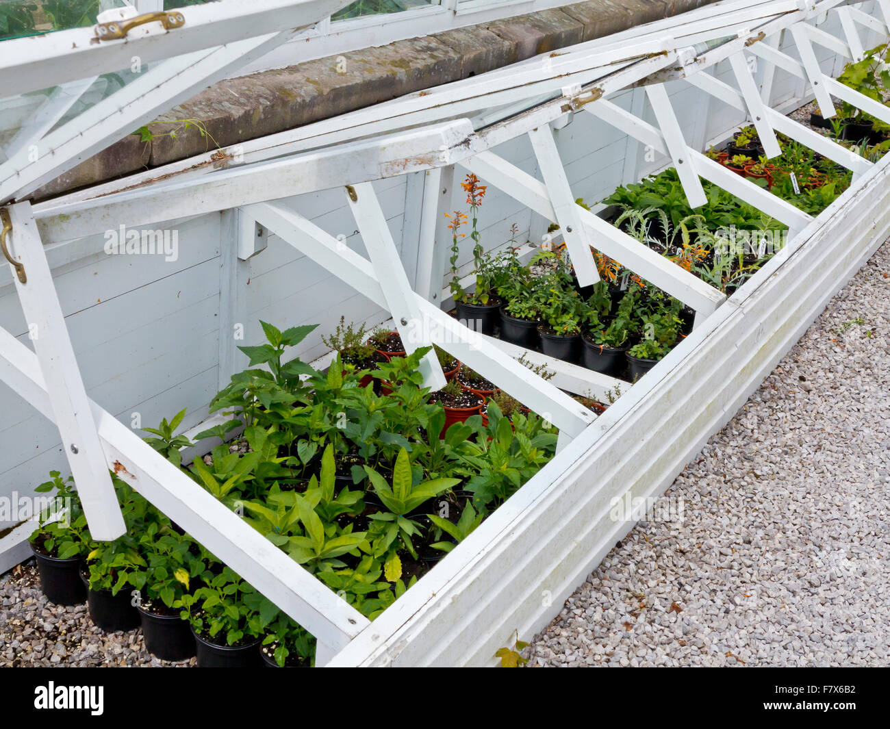 Plants growing in cold frame in a garden with glass cover raised for ventilation Stock Photo