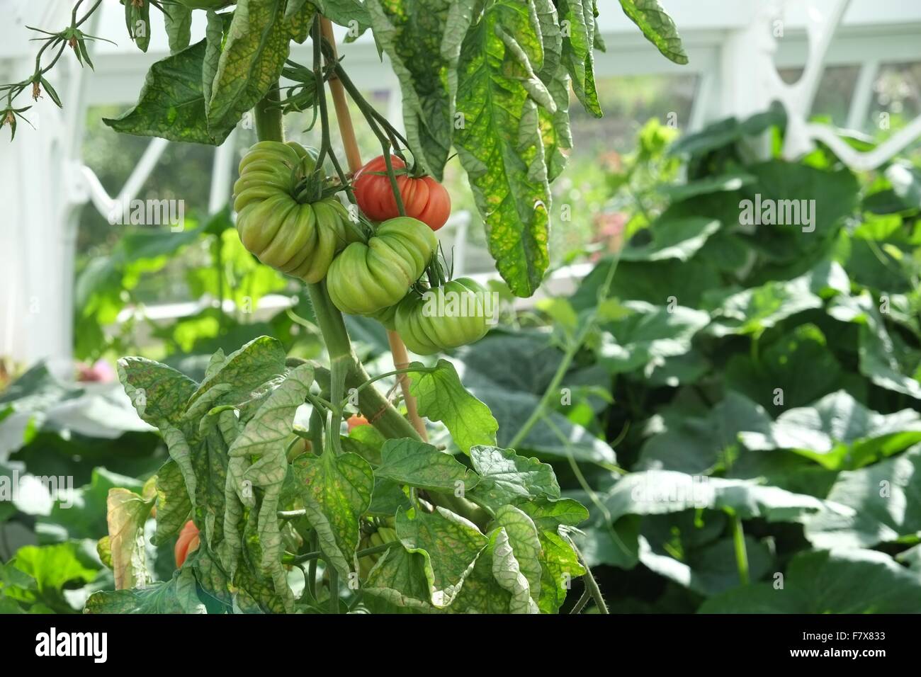 Tomatoes ripening on the vine in a greenhouse Stock Photo - Alamy