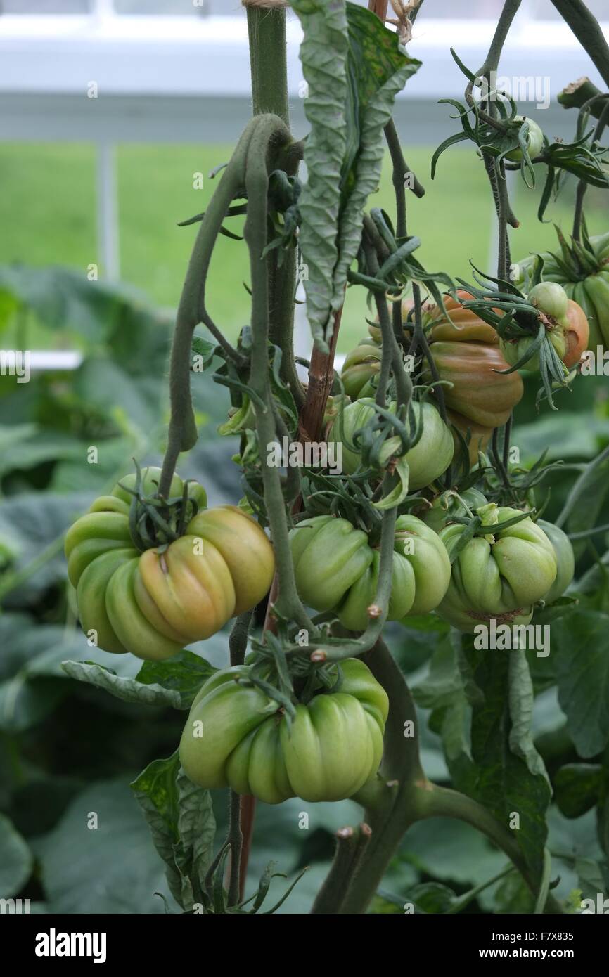 Tomatoes ripening on the vine in a greenhouse Stock Photo - Alamy