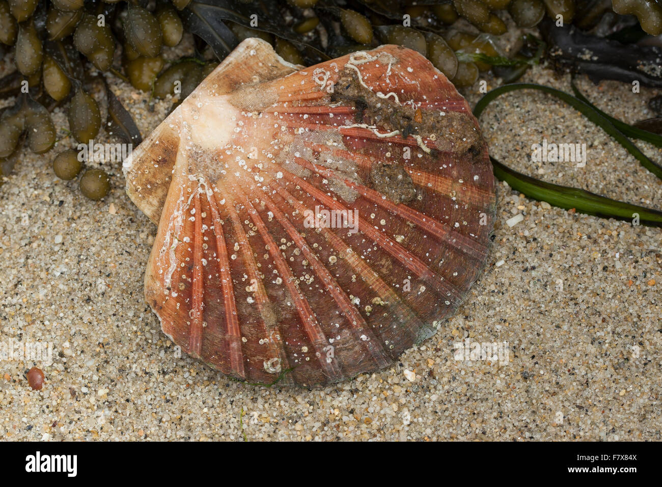 Great scallop, king scallop, seashell, seashells, sea shells, Große Pilgermuschel, Große Kammmuschel, Kammuschel, Pecten maximus Stock Photo