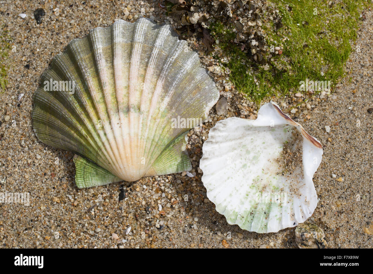 Great scallop, king scallop, seashell, seashells, sea shells, Große Pilgermuschel, Große Kammmuschel, Kammuschel, Pecten maximus Stock Photo