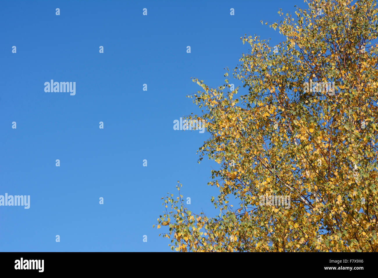 Autumn foliage against a deep blue sky Stock Photo - Alamy