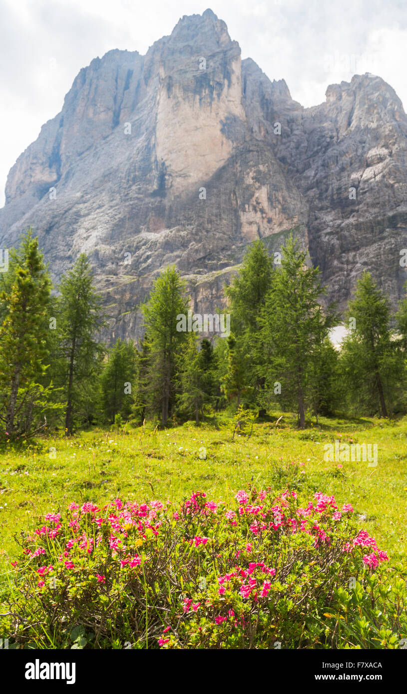 Lapland rosebay with trees and  mount Langkofel in background, Selva, Dolomites, Italy Stock Photo