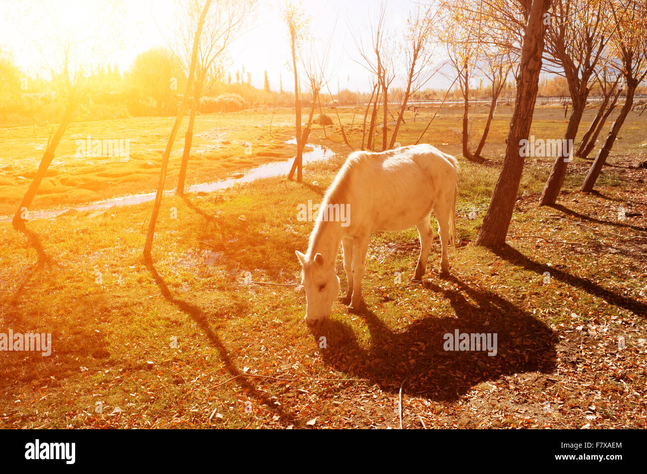 Horse eating grass in golden sunrise at Holy Fish Pond, Shey Monastery