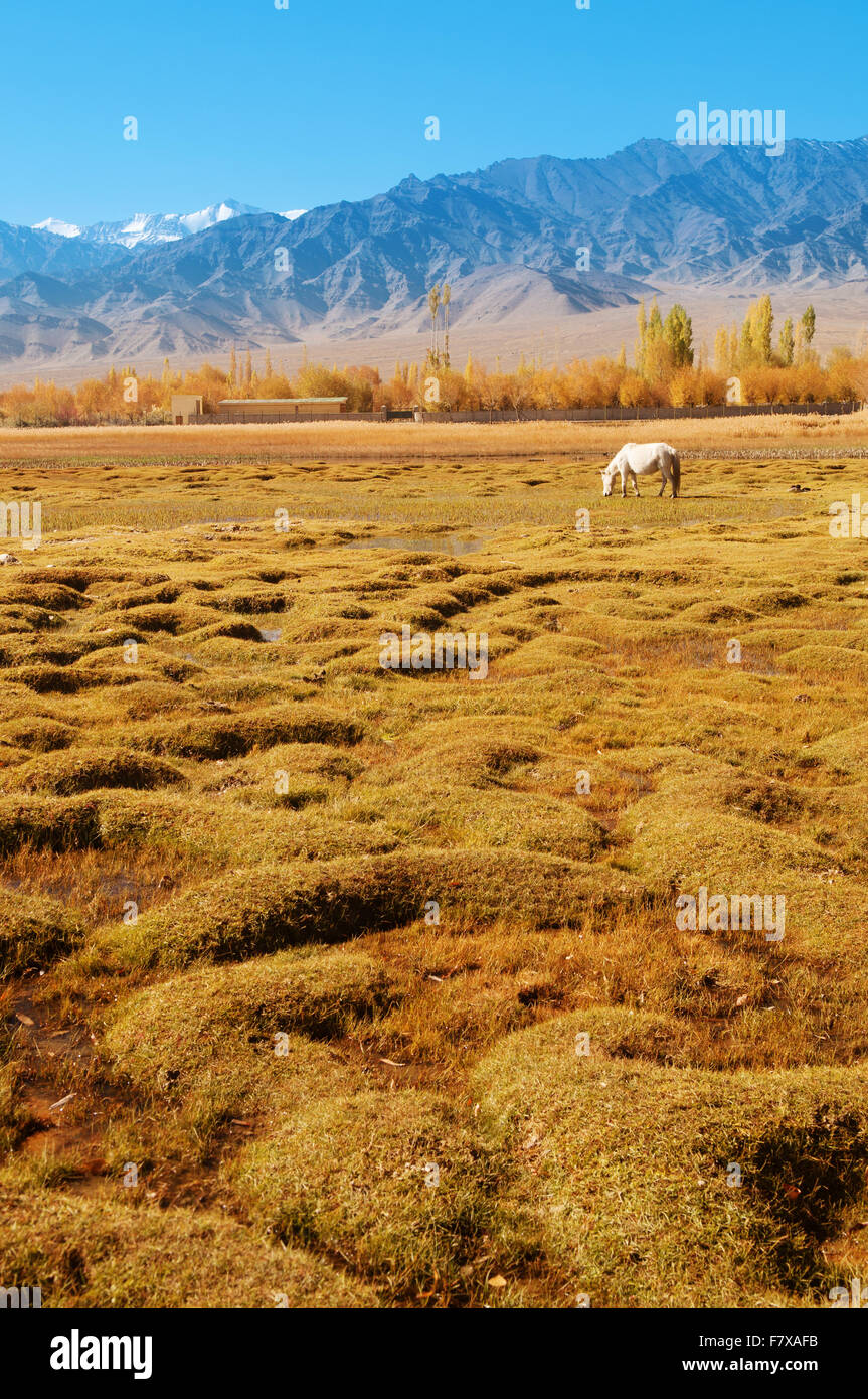 Horse eating grass at Holy Fish Pond, Shey Monastery, Leh Ladakh, India