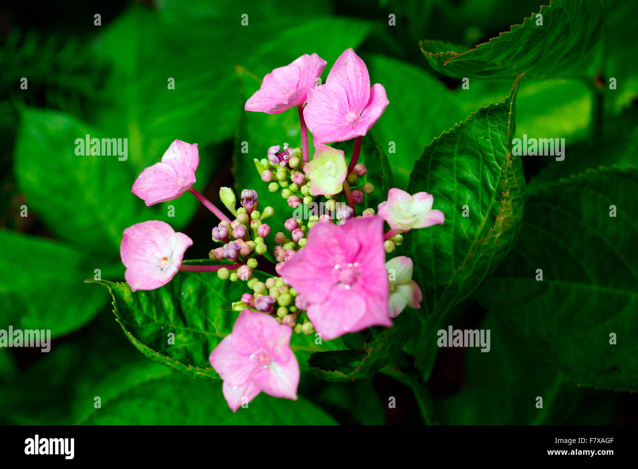 HYDRANGEA BUD AND FLOWER Stock Photo Alamy