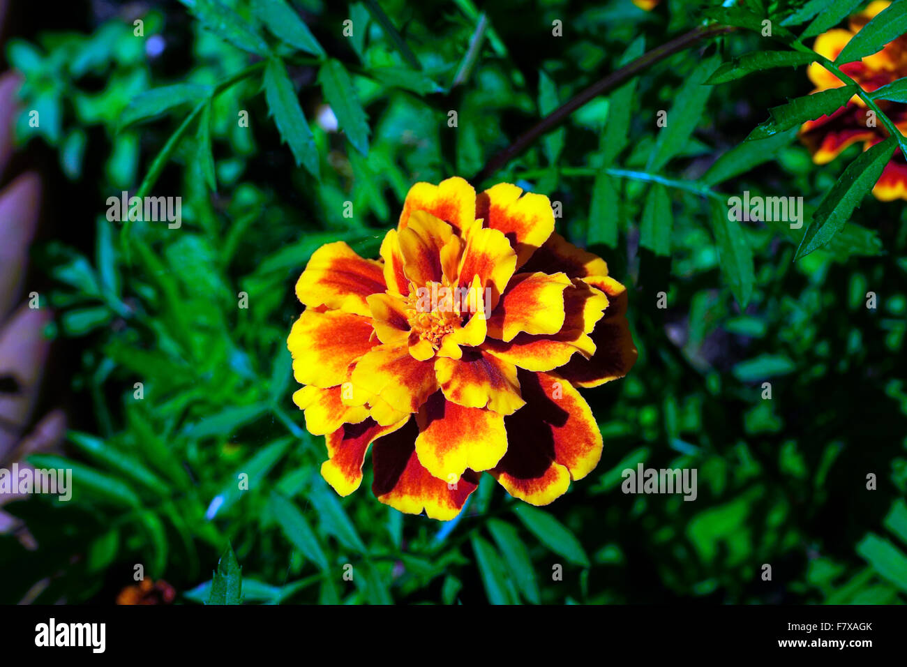 MARIGOLD IN THE SUN Stock Photo Alamy