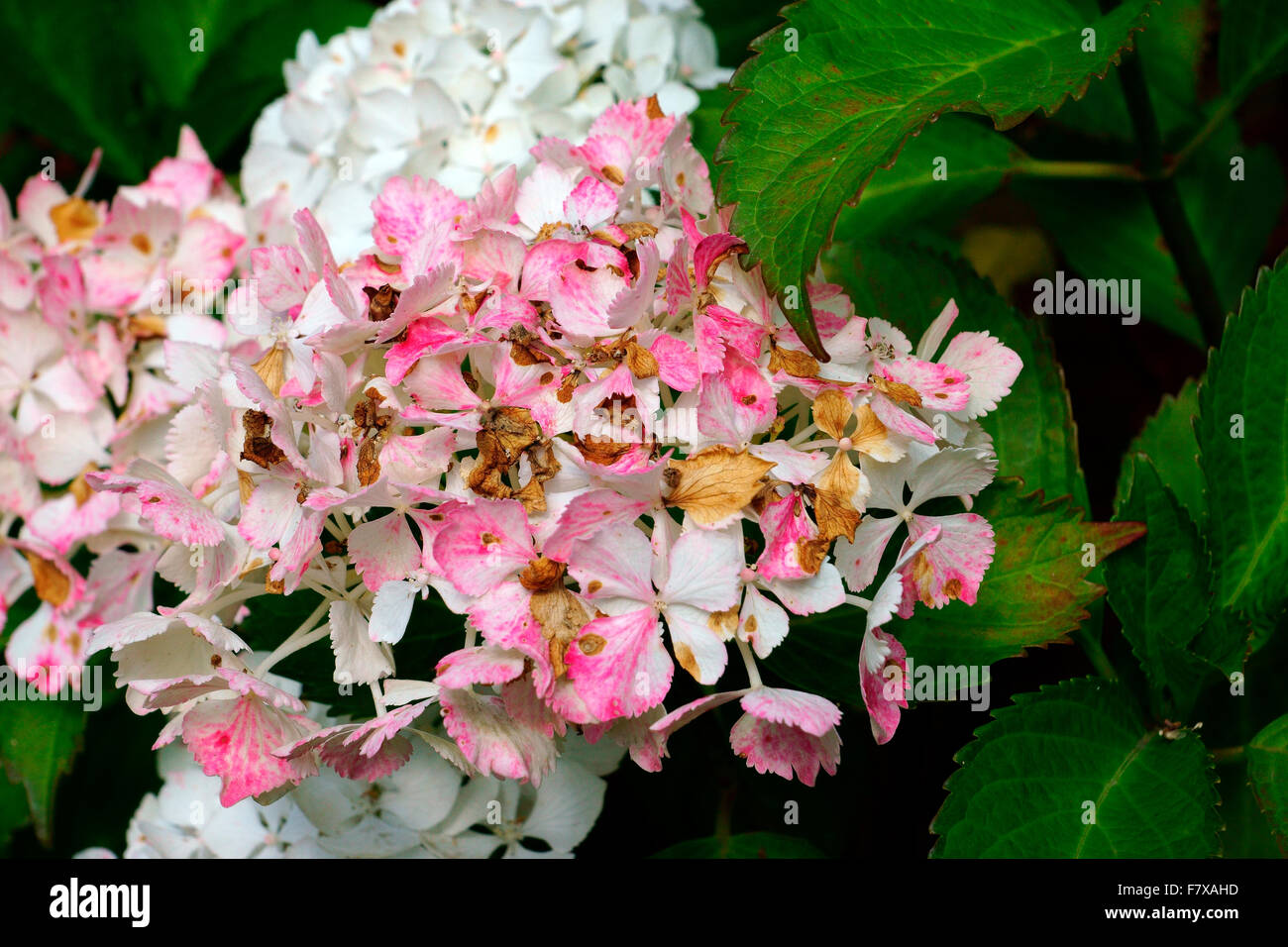 HYDRANGEA STARTING TO DIE OFF Stock Photo Alamy