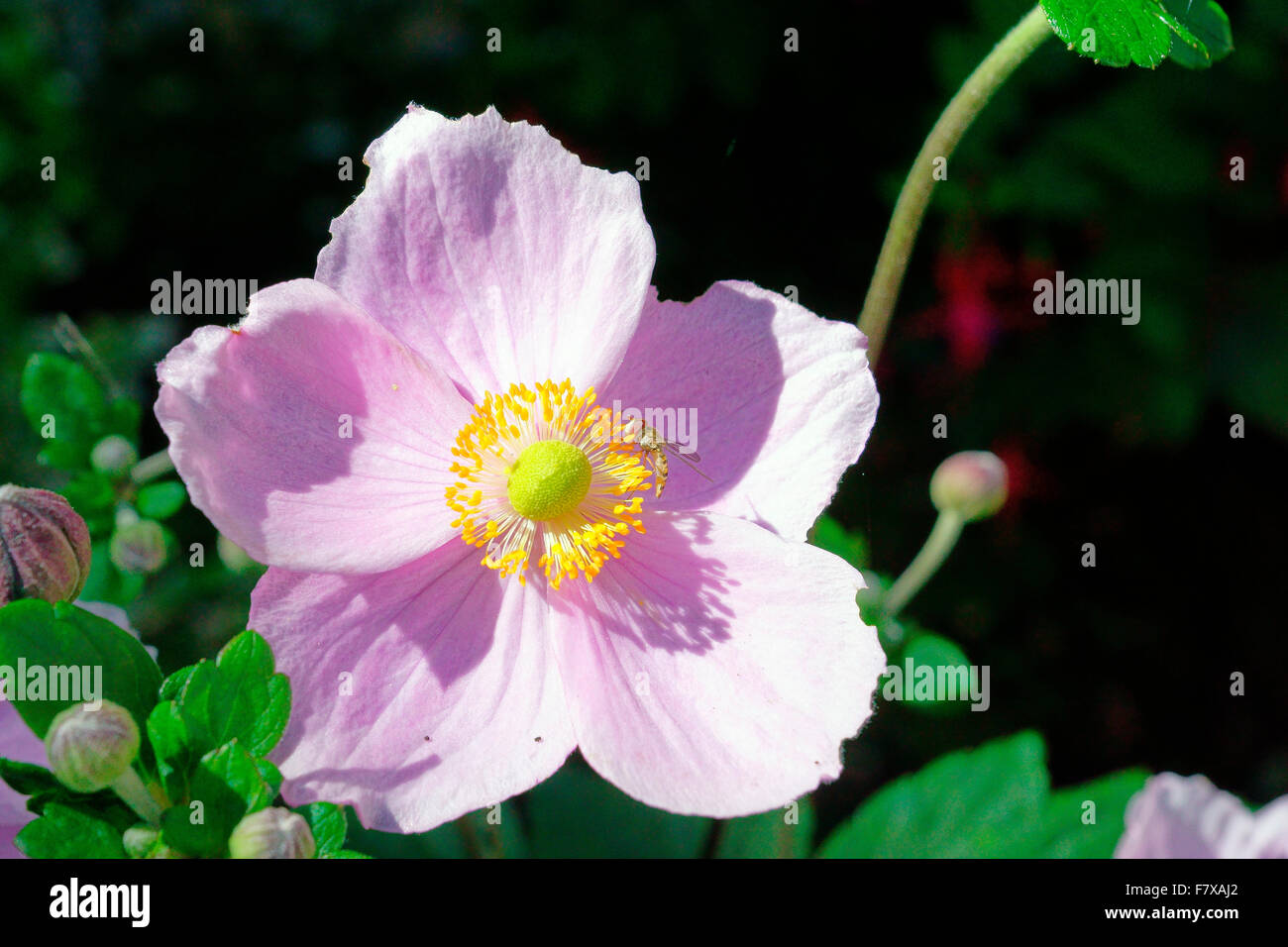 JAPANESE ANEMONES (SEPTEMBER CHARM) WITH HOVERFLY Stock Photo