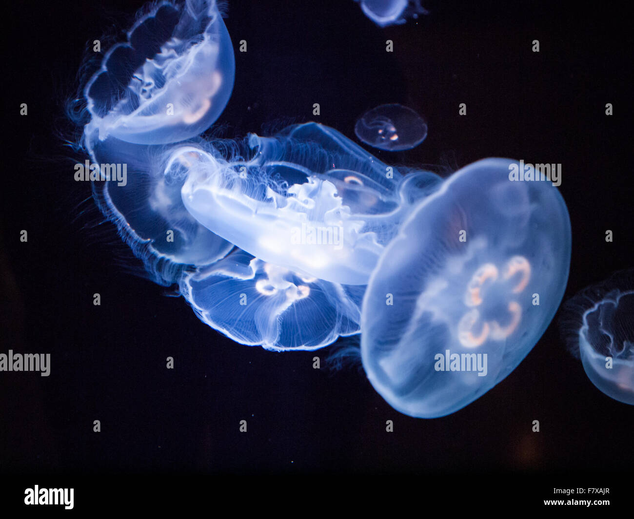 Beautiful Aurelia aurita (moon jellyfish, common jellyfish) in an aquarium at the Shaw Ocean Discovery Centre in Sidney, Canada. Stock Photo
