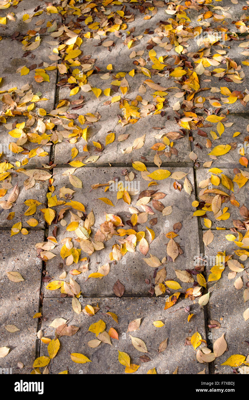 Prunus pendula var. Ascendens Rosea. Fallen autumn Japanese Cherry tree leaves on a garden path. UK Stock Photo