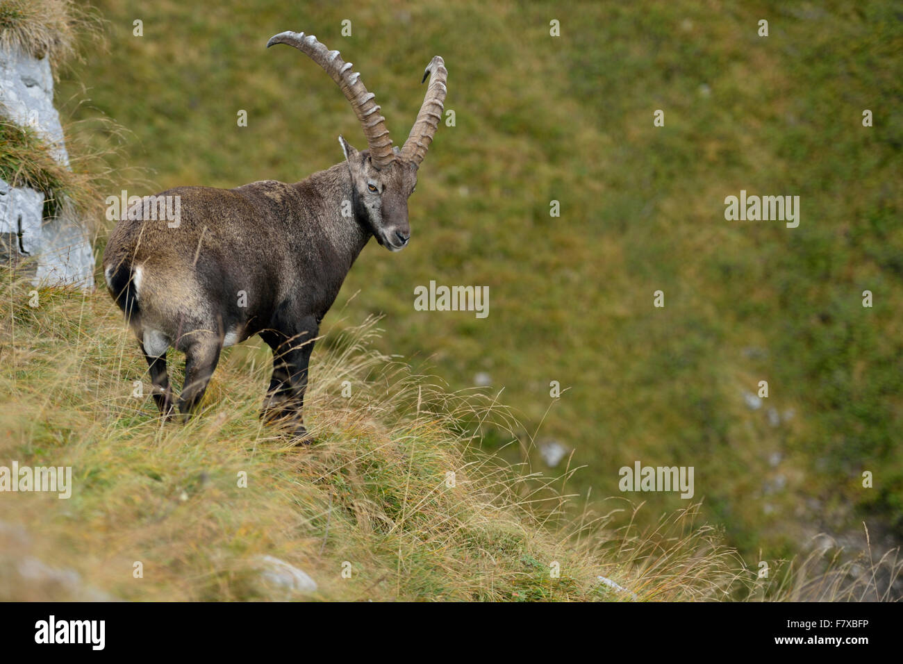 Male Alpine ibex / Alpensteinbock ( Capra ibex ) stands on steep alpine meadows, looks back. Stock Photo