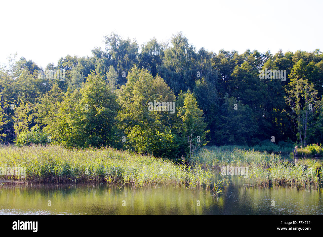 view of the beautiful river and forest Stock Photo - Alamy